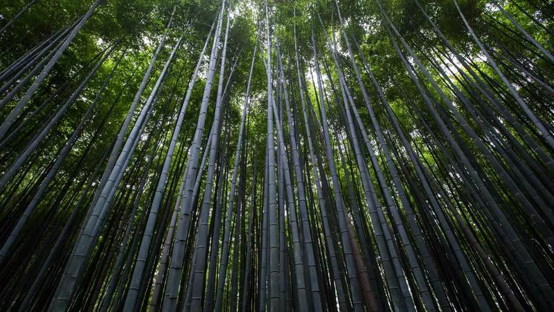 Phân tích chuyên sâu hình ảnh Bên trong các diễn đàn thế giới ngầm hoạt động ra sao
